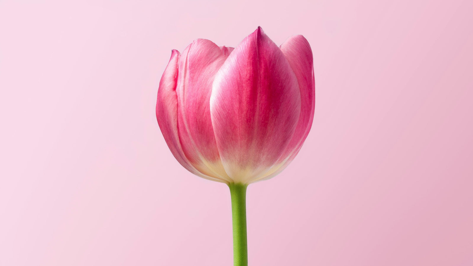 La vulve ; une tulipe qui sent le printemps… ouin, pas tout le temps!